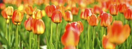 Panoramische tulpen stock fotografie Panoramische tulpen stock fotografie