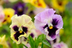Pansy Violet Flowers on Flower Bed Royalty Free Stock Image Pansy Violet Flowers on Flower Bed Royalty Free Stock Image
