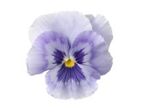 pansy голубых элементов конструкции светлый стоковое изображение pansy голубых элементов конструкции светлый стоковое изображение