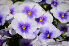 Pansy сирени, фиолетовых и желтых Виолы цветет стоковое изображение rf Pansy сирени, фиолетовых и желтых Виолы цветет стоковое изображение rf