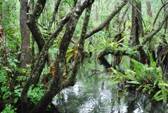 Pantano de la Florida Pantano de la Florida