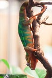 A Panther Chameleon sits on a branch. Zoo Of Saint-Petersburg, Russia Royalty Free Stock Image A Panther Chameleon sits on a branch. Zoo Of Saint-Petersburg, Russia Royalty Free Stock Image