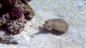 Panther Electric Ray Torpedo panthera in Red Sea, Egypt. Camouflage spotted Stingray hiding, swimming deep over sandy ocean bed