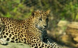 Panther in the Zoo stock images Panther in the Zoo stock images