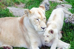 Panthera branco Leo Krugeri Resting da leoa com Cub foto de stock Panthera branco Leo Krugeri Resting da leoa com Cub foto de stock