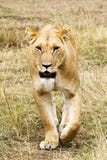 Panthera Lion de lionne marchant Masai Mara, Kenya, Afrique photo stock Panthera Lion de lionne marchant Masai Mara, Kenya, Afrique photo stock