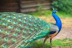 Paon photo stock Paon photo stock