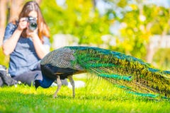 Paon masculin adulte dans un jardin d'été photos stock Paon masculin adulte dans un jardin d'été photos stock
