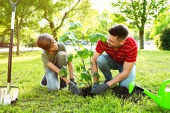 Papa en zoon die boom samen in park planten stock afbeeldingen Papa en zoon die boom samen in park planten stock afbeeldingen