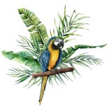 Papagaio da aquarela com folhas tropicais Papagaio pintado à mão com o ramo das hortaliças do monstera, da banana e da palma isol ilustração do vetor Papagaio da aquarela com folhas tropicais Papagaio pintado à mão com o ramo das hortaliças do monstera, da banana e da palma isol ilustração do vetor