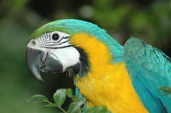Papagaio da arara