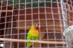 Papagaio verde e amarelo na gaiola Ilha tropical de Bali, Indonésia imagem de stock Papagaio verde e amarelo na gaiola Ilha tropical de Bali, Indonésia imagem de stock