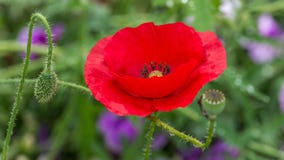 Papaver rhoeas common names include corn poppy , corn rose , field poppy , Flanders poppy , red poppy , red weed stock photos Papaver rhoeas common names include corn poppy , corn rose , field poppy , Flanders poppy , red poppy , red weed stock photos