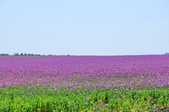 Papaver - somniferum Λ ιώδης φωτογραφία αποθεμάτων τομέων παπαρουνών ζωηρόχρωμη στοκ εικόνα Papaver - somniferum Λ ιώδης φωτογραφία αποθεμάτων τομέων παπαρουνών ζωηρόχρωμη στοκ εικόνα
