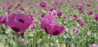 Papaver - somniferum, τομέας παπαρουνών οπίου στοκ εικόνα με δικαίωμα ελεύθερης χρήσης Papaver - somniferum, τομέας παπαρουνών οπίου στοκ εικόνα με δικαίωμα ελεύθερης χρήσης