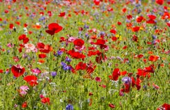 Papaveri rossi e fiori selvaggi Immagine Stock Libera da Diritti Papaveri rossi e fiori selvaggi Immagine Stock Libera da Diritti