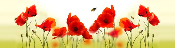 Papavers en bijen Papavers en bijen
