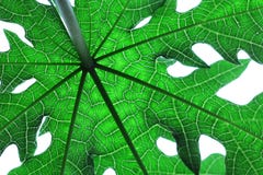 Papaya Leaf Stock Photography
