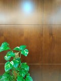 Papel pintado de madera con la planta fotografía de archivo Papel pintado de madera con la planta fotografía de archivo
