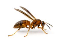 Paper Wasp Royalty Free Stock Images