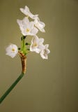 Paperwhite Narcissus Flower Stock Photography Paperwhite Narcissus Flower Stock Photography