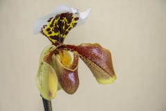 Paphiopedilum orhidee цветка, конец-вверх Paphiopedilum тапочки Венеры стоковые изображения rf Paphiopedilum orhidee цветка, конец-вверх Paphiopedilum тапочки Венеры стоковые изображения rf