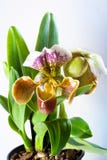 Paphiopedilum sp. orchid, american hybrid, beautiful big flower in a pot, green leaves on light background, nature closeup photo royalty free stock photography Paphiopedilum sp. orchid, american hybrid, beautiful big flower in a pot, green leaves on light background, nature closeup photo royalty free stock photography