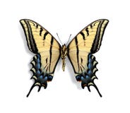 Papilio multicaudata multicaudata (Unterseite) stockfoto Papilio multicaudata multicaudata (Unterseite) stockfoto