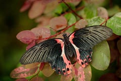 Papilio rumanzovia, beautiful black pink butterfly, Scarlet Mormon, Big and colourful insect on the green branch. Butterfly in nat royalty free stock photos Papilio rumanzovia, beautiful black pink butterfly, Scarlet Mormon, Big and colourful insect on the green branch. Butterfly in nat royalty free stock photos