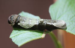 Papilio Thoas Caterpillar Royalty Free Stock Images