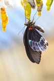 Papilionidae Royalty Free Stock Photos