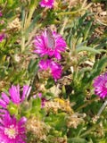 Papillon image stock Papillon image stock