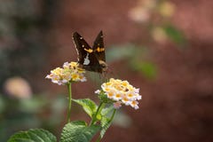 papillon Argent-repéré de capitaine sur des fleurs de Lantana image libre de droits papillon Argent-repéré de capitaine sur des fleurs de Lantana image libre de droits