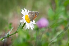 Papillon commun de boucle été perché sur la marguerite des prés image stock Papillon commun de boucle été perché sur la marguerite des prés image stock