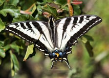Papillon de Pale Swallowtail photographie stock libre de droits Papillon de Pale Swallowtail photographie stock libre de droits