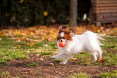 Papillon dog playing with ball outdoors stock photo Papillon dog playing with ball outdoors stock photo