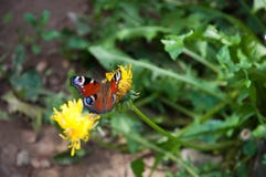 papillon l'été de pissenlit de fleur images libres de droits papillon l'été de pissenlit de fleur images libres de droits