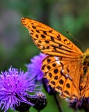 Papillon photo stock Papillon photo stock