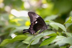 Papillon noir avec les points blancs sur la feuille verte Photos stock Papillon noir avec les points blancs sur la feuille verte Photos stock