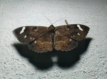 Papillon noir avec les taches blanches photographie stock libre de droits Papillon noir avec les taches blanches photographie stock libre de droits