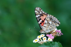 Papillon peint de Madame sur une fleur de lantana photographie stock Papillon peint de Madame sur une fleur de lantana photographie stock