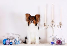 Papillon se sienta con las decoraciones de la Navidad Un pequeño perrito blanco con una cabeza roja en un fondo ligero Imagenes de archivo