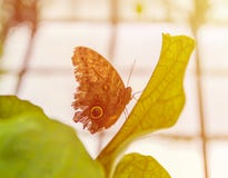 Papillon tropical photographie stock Papillon tropical photographie stock