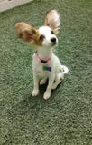 Papillonpuppy op haar eerste reis royalty-vrije stock afbeelding Papillonpuppy op haar eerste reis royalty-vrije stock afbeelding