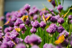 Papillons dans un oignon de floraison image libre de droits Papillons dans un oignon de floraison image libre de droits