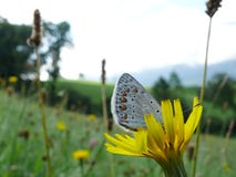 Papillons sur des fleurs de montagne images libres de droits Papillons sur des fleurs de montagne images libres de droits
