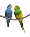 Pappagalli di Budgerigar immagini stock Pappagalli di Budgerigar immagini stock