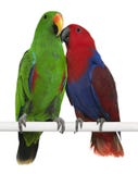 Pappagalli maschii e femminili di Eclectus immagini stock libere da diritti Pappagalli maschii e femminili di Eclectus immagini stock libere da diritti