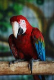 Pappagallo variopinto - ara arancio blu rossa allo zoo sopra le barre immagini stock Pappagallo variopinto - ara arancio blu rossa allo zoo sopra le barre immagini stock