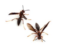 Pappers- Wasp royaltyfria bilder Pappers- Wasp royaltyfria bilder